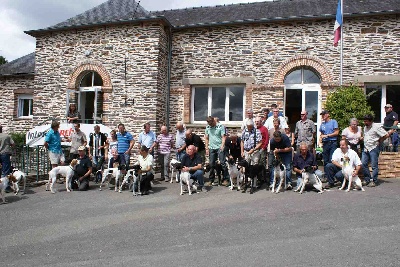 des Hermines d'Armor - TAN POINTER BRETAGNE