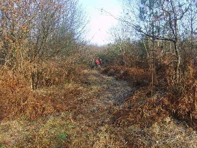 des Hermines d'Armor - Résultats des fields bretons POINTER sur bécasses