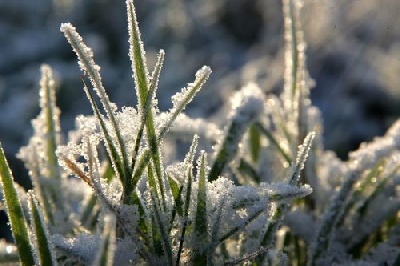 des Hermines d'Armor - Fields sur bécasses