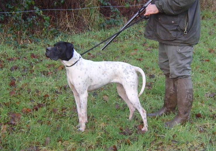 Astra Du haut leon