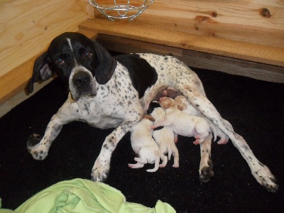 des Hermines d'Armor - Naissance des chiots